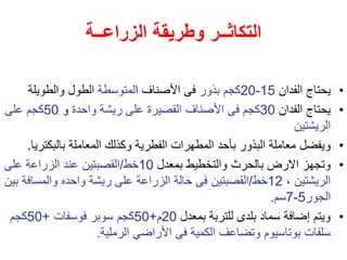 ‫الزراعــة‬ ‫وطريقة‬ ‫التكاثــر‬
•
‫الفدان‬ ‫يحتاج‬
15
-
20
‫بذور‬ ‫كجم‬
‫ا‬ ‫األصناف‬ ‫فى‬
‫لمتوسطة‬
‫والطويلة‬ ‫الطول‬
•
‫الفدان‬ ‫يحتاج‬
30
‫فى‬ ‫كجم‬
‫األصناف‬
‫القصيرة‬
‫واحدة‬ ‫ريشة‬ ‫على‬
‫و‬
50
‫على‬ ‫كجم‬
‫الريشتين‬
•
‫و‬
‫المعاملة‬ ‫وكذلك‬ ‫الفطرية‬ ‫المطهرات‬ ‫بأحد‬ ‫البذور‬ ‫معاملة‬ ‫يفضل‬
‫بالبكت‬
‫ريا‬
.
•
‫بمعدل‬ ‫والتخطيط‬ ‫بالحرث‬ ‫االرض‬ ‫وتجهز‬
10
‫خط‬
/
‫على‬ ‫الزراعة‬ ‫عند‬ ‫القصبتين‬
، ‫الريشتين‬
12
‫خط‬
/
‫والمساف‬ ‫واحده‬ ‫ريشة‬ ‫على‬ ‫الزراعة‬ ‫حالة‬ ‫فى‬ ‫القصبتين‬
‫بين‬ ‫ة‬
‫الجور‬
5
-
7
‫سم‬
.
•
‫بمعدل‬ ‫للتربة‬ ‫بلدى‬ ‫سماد‬ ‫إضافة‬ ‫ويتم‬
20
‫م‬
+
50
‫فوسفات‬ ‫سوبر‬ ‫كجم‬
+
50
‫كجم‬
‫الرملية‬ ‫األراضي‬ ‫فى‬ ‫الكمية‬ ‫وتضاعف‬ ‫بوتاسيوم‬ ‫سلفات‬
.
 
