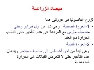 ‫الزراعــة‬ ‫ميعــاد‬
‫هما‬ ‫عروتين‬ ‫فى‬ ‫الفاصوليا‬ ‫تزرع‬
•
1
-
‫الصيفية‬ ‫العروة‬
‫من‬ ‫تبدأ‬ ‫وهى‬
‫وحتى‬ ‫فبراير‬ ‫أول‬
‫مارس‬ ‫منتصف‬
‫تتناس‬ ‫حتى‬ ‫التأخير‬ ‫عدم‬ ‫فى‬ ‫المراعاة‬ ‫مع‬
‫ب‬
‫العقد‬ ‫مع‬ ‫الحرارة‬
.
•
2
-
‫النيلية‬ ‫العروة‬
‫من‬ ‫تبدأ‬ ‫وهى‬
‫سبتمبر‬ ‫منتصف‬ ‫الى‬ ‫أغسطس‬ ‫آخر‬
‫ويفض‬
‫ل‬
‫الحرارة‬ ‫الى‬ ‫النباتات‬ ‫تتعرض‬ ‫ال‬ ‫حتى‬ ‫التأخير‬ ‫عدم‬
‫المنخفضة‬
 