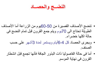 ‫والحصــاد‬ ‫النضــج‬
•
‫من‬ ‫القصيرة‬ ‫األصناف‬ ‫تنضج‬
50
-
60
‫األصناف‬ ‫أما‬ ‫الزراعة‬ ‫من‬ ‫يوم‬
‫الى‬ ‫تحتاج‬ ‫الطويلة‬
70
‫يوم‬
‫فى‬ ‫النضج‬ ‫تمام‬ ‫قبل‬ ‫القرون‬ ‫جمع‬ ‫ويتم‬
‫خضراء‬ ‫اكلها‬ ‫حالة‬
.
•
‫الحصاد‬ ‫ويجرى‬
‫كل‬
4
-
6
‫لمدة‬ ‫ويستمر‬ ‫أيام‬
3
‫أشهر‬
‫حسب‬ ‫على‬
‫الصنف‬
.
•
‫ان‬ ‫قبل‬ ‫تجمع‬ ‫فأنها‬ ‫الجافة‬ ‫البذور‬ ‫ذات‬ ‫الفاصوليا‬ ‫حالة‬ ‫فى‬ ‫أما‬
‫شطار‬
‫الموسم‬ ‫نهاية‬ ‫فى‬ ‫القرون‬
.
 