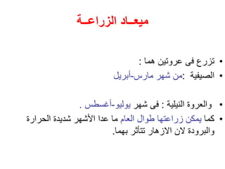 ‫الزراعــة‬ ‫ميعــاد‬
•
‫هما‬ ‫عروتين‬ ‫فى‬ ‫تزرع‬
:
•
‫الصيفية‬
:
‫مارس‬ ‫شهر‬ ‫من‬
-
‫أبريل‬
•
‫النيلية‬ ‫والعروة‬
:
‫شهر‬ ‫فى‬
‫يوليو‬
-
‫أغسطس‬
.
•
‫كما‬
‫العام‬ ‫طوال‬ ‫زراعتها‬ ‫يمكن‬
‫الحرارة‬ ‫شديدة‬ ‫األشهر‬ ‫عدا‬ ‫ما‬
‫بهما‬ ‫تتأثر‬ ‫االزهار‬ ‫الن‬ ‫والبرودة‬
.
 