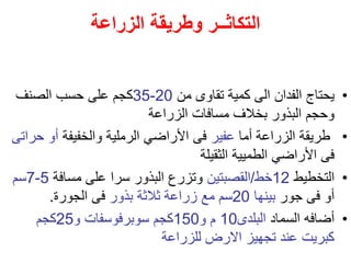 ‫الزراعة‬ ‫وطريقة‬ ‫التكاثــر‬
•
‫من‬ ‫تقاوى‬ ‫كمية‬ ‫الى‬ ‫الفدان‬ ‫يحتاج‬
20
-
35
‫الصنف‬ ‫حسب‬ ‫على‬ ‫كجم‬
‫الزراعة‬ ‫مسافات‬ ‫بخالف‬ ‫البذور‬ ‫وحجم‬
•
‫أما‬ ‫الزراعة‬ ‫طريقة‬
‫عفير‬
‫والخفيفة‬ ‫الرملية‬ ‫األراضي‬ ‫فى‬
‫ح‬ ‫أو‬
‫راتى‬
‫الثقيلة‬ ‫الطميية‬ ‫األراضي‬ ‫فى‬
•
‫التخطيط‬
12
‫خط‬
/
‫القصبتين‬
‫مسافة‬ ‫على‬ ‫سرا‬ ‫البذور‬ ‫وتزرع‬
5
-
7
‫سم‬
‫جور‬ ‫فى‬ ‫أو‬
‫بينها‬
20
‫بذور‬ ‫ثالثة‬ ‫زراعة‬ ‫مع‬ ‫سم‬
‫الجورة‬ ‫فى‬
.
•
‫السماد‬ ‫أضافه‬
‫البلدى‬
10
‫و‬ ‫م‬
150
‫و‬ ‫سوبرفوسفات‬ ‫كجم‬
25
‫كجم‬
‫للزراعة‬ ‫االرض‬ ‫تجهيز‬ ‫عند‬ ‫كبريت‬
 