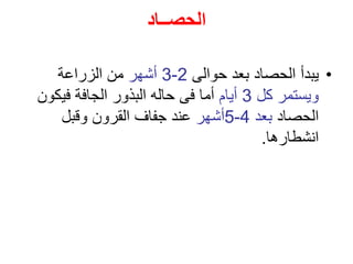 ‫الحصــاد‬
•
‫حوالى‬ ‫بعد‬ ‫الحصاد‬ ‫يبدأ‬
2
-
3
‫أشهر‬
‫الزراعة‬ ‫من‬
‫كل‬ ‫ويستمر‬
3
‫أيام‬
‫فيكو‬ ‫الجافة‬ ‫البذور‬ ‫حاله‬ ‫فى‬ ‫أما‬
‫ن‬
‫الحصاد‬
‫بعد‬
4
-
5
‫أشهر‬
‫وقبل‬ ‫القرون‬ ‫جفاف‬ ‫عند‬
‫انشطارها‬
.
 