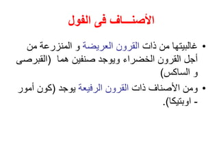 ‫الفول‬ ‫فى‬ ‫األصنـــاف‬
•
‫ذات‬ ‫من‬ ‫غالبيتها‬
‫العريضة‬ ‫القرون‬
‫من‬ ‫المنزرعة‬ ‫و‬
‫الخضراء‬ ‫القرون‬ ‫أجل‬
‫هما‬ ‫صنفين‬ ‫ويوجد‬
(
‫القبر‬
‫صى‬
‫الساكس‬ ‫و‬
)
•
‫ذات‬ ‫األصناف‬ ‫ومن‬
‫الرفيعة‬ ‫القرون‬
‫يوجد‬
(
‫أمو‬ ‫كون‬
‫ر‬
-
‫اوبتيكا‬
.)
 