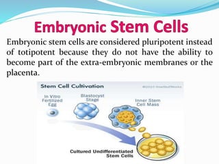 Embryonic stem cells are considered pluripotent instead
of totipotent because they do not have the ability to
become part of the extra-embryonic membranes or the
placenta.
 