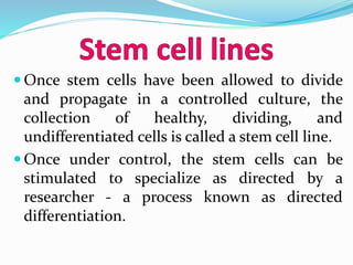 Once stem cells have been allowed to divide
and propagate in a controlled culture, the
collection of healthy, dividing, and
undifferentiated cells is called a stem cell line.
 Once under control, the stem cells can be
stimulated to specialize as directed by a
researcher - a process known as directed
differentiation.
 