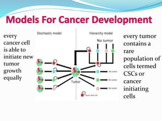 every
cancer cell
is able to
initiate new
tumor
growth
equally
every tumor
contains a
rare
population of
cells termed
CSCs or
cancer
initiating
cells
 