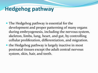 Hedgehog pathway
 The Hedgehog pathway is essential for the
development and proper patterning of many organs
during embryogenesis, including the nervous system,
skeleton, limbs, lung, heart, and gut, by controlling
cellular proliferation, differentiation, and migration.
 the Hedgehog pathway is largely inactive in most
postnatal tissues except the adult central nervous
system, skin, hair, and teeth.
 