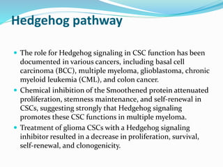 Hedgehog pathway
 The role for Hedgehog signaling in CSC function has been
documented in various cancers, including basal cell
carcinoma (BCC), multiple myeloma, glioblastoma, chronic
myeloid leukemia (CML), and colon cancer.
 Chemical inhibition of the Smoothened protein attenuated
proliferation, stemness maintenance, and self-renewal in
CSCs, suggesting strongly that Hedgehog signaling
promotes these CSC functions in multiple myeloma.
 Treatment of glioma CSCs with a Hedgehog signaling
inhibitor resulted in a decrease in proliferation, survival,
self-renewal, and clonogenicity.
 