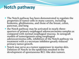 Notch pathway
 The Notch pathway has been demonstrated to regulate the
properties of tumor cells in many cancers, including
leukemia, glioblastoma, and those of the breast, colon,
pancreas, and lung
 the Notch pathway may be activated in nearly three-
quarters of primary esophageal adenocarcinoma samples as
compared with normal esophageal mucosa. In xenograft
models of tumorigenesis using esophageal
adenocarcinoma cells, inhibition of the Notch pathway via
treatment with a γ-secretase inhibitor greatly reduced
primary tumor growth.
 Notch may serve as a tumor suppressor in murine skin.
Deletion of Notch1 in the epidermis resulted in the
development of spontaneous BCC-like skin tumors.
 