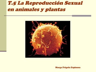 T.5 La Reproducción Sexual
en animales y plantas

Marga Frigola Espinosa

 