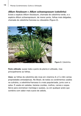 16 Plantas Condimentares: Cultivo e Utilização
Figura 2. Cebolinha.
Foto:RitadeCassiaAlvesPereira
Allium fistulosum e Allium schoenoprasum (cebolinha)
Existe a espécie Allium fistulosum, chamada de cebolinha-verde, e a
espécie Allium schoenoprasum, de menor porte, folhas mais delgadas,
chamada de cebolinha-francesa ou ciboulette (Figura 2).
Parte utilizada: quase toda a parte da planta é utilizada, mas
principalmente as folhas.
Usos: as folhas da cebolinha são ricas em vitamina A e C e têm certas
propriedades antissépticas. No Brasil, de todos os condimentos usados
na culinária, a cebolinha-francesa é a mais popularizada, junto com a
salsa. É usada em saladas, batatas cozidas, molhos, carnes e sopas.
Serve para aromatizar manteiga e queijos, ou em qualquer prato que
combine com sabor mais suave de cebola.
 