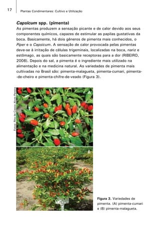 17 Plantas Condimentares: Cultivo e Utilização
Capsicum spp. (pimenta)
As pimentas produzem a sensação picante e de calor devido aos seus
componentes químicos, capazes de estimular as papilas gustativas da
boca. Basicamente, há dois gêneros de pimenta mais conhecidos, o
Piper e o Capsicum. A sensação de calor provocada pelas pimentas
deve-se à irritação de células trigeminais, localizadas na boca, nariz e
estômago, as quais são basicamente receptoras para a dor (RIBEIRO,
2008). Depois do sal, a pimenta é o ingrediente mais utilizado na
alimentação e na medicina natural. As variedades de pimenta mais
cultivadas no Brasil são: pimenta-malagueta, pimenta-cumari, pimenta-
-de-cheiro e pimenta-chifre-de-veado (Figura 3).
Fotos:RitadeCassiaAlvesPereira
Figura 3. Variedades de
pimenta. (A) pimenta-cumari
e (B) pimenta-malagueta.
A
B
 