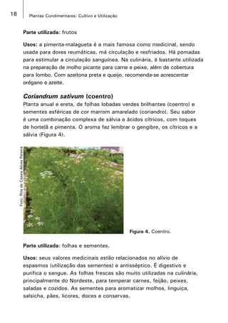 18 Plantas Condimentares: Cultivo e Utilização
Foto:RitadeCassiaAlvesPereira
Parte utilizada: frutos 	
Usos: a pimenta-malagueta é a mais famosa como medicinal, sendo
usada para dores reumáticas, má circulação e resfriados. Há pomadas
para estimular a circulação sanguínea. Na culinária, é bastante utilizada
na preparação de molho picante para carne e peixe, além de cobertura
para lombo. Com azeitona preta e queijo, recomenda-se acrescentar
orégano e azeite. 
Coriandrum sativum (coentro)
Planta anual e ereta, de folhas lobadas verdes brilhantes (coentro) e
sementes esféricas de cor marrom amarelado (coriandro). Seu sabor
é uma combinação complexa de sálvia e ácidos cítricos, com toques
de hortelã e pimenta. O aroma faz lembrar o gengibre, os cítricos e a
sálvia (Figura 4).
Figura 4. Coentro.
Parte utilizada: folhas e sementes.
Usos: seus valores medicinais estão relacionados no alívio de
espasmos (utilização das sementes) e antisséptico. É digestivo e
purifica o sangue. As folhas frescas são muito utilizadas na culinária,
principalmente do Nordeste, para temperar carnes, feijão, peixes,
saladas e cozidos. As sementes para aromatizar molhos, linguiça,
salsicha, pães, licores, doces e conservas.
 