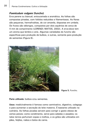 20 Plantas Condimentares: Cultivo e Utilização
Foto:RitadeCassiaAlvesPereira
Figura 5. Funcho.
Foeniculum vulgare (funcho)
Erva perene ou bianual, entouceirada e aromática. As folhas são
compostas pinadas, com folíolos reduzidos e filamentosos. As flores
são pequenas, hermafroditas, de cor amarela, dispostas em umbela.
Os frutos são oblongos, compostos por dois aquênios de cerca de
4 mm de comprimento (LORENZI; MATOS, 2002). A erva-doce tem
um aroma que lembra o anis. Algumas variedades do funcho são
específicas para produção de bulbos, e outras, somente para produção
de sementes (Figura 6).
Parte utilizada: bulbos e/ou sementes.
Usos: medicinalmente é famoso como carminativo, digestivo, colagogo
e para aumentar a secreção do leite materno. É bastante utilizado na
culinária. As folhas picadas servem para corrigir o gosto oleoso de
certos peixes; como condimento, serve para saladas e assados; os
talos tenros perfumam sopas e molhos, e os grãos são utilizados em
pães, feijões, nabos e bolos de carne.
 