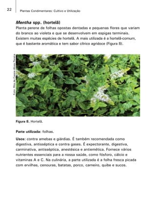 22 Plantas Condimentares: Cultivo e Utilização
Figura 8. Hortelã.
Foto:RitadeCassiaAlvesPereira
Mentha spp. (hortelã)
Planta perene de folhas opostas dentadas e pequenas flores que variam
do branco ao violeta e que se desenvolvem em espigas terminais.
Existem muitas espécies de hortelã. A mais utilizada é a hortelã-comum,
que é bastante aromática e tem sabor cítrico agridoce (Figura 8).
Parte utilizada: folhas.
Usos: contra amebas e giárdias. É também recomendada como
digestiva, antisséptica e contra gases. É expectorante, digestiva,
carminativa, antisséptica, anestésica e antiemética. Fornece vários
nutrientes essenciais para a nossa saúde, como fósforo, cálcio e
vitaminas A e C. Na culinária, a parte utilizada é a folha fresca picada
com ervilhas, cenouras, batatas, porco, carneiro, quibe e sucos.
 