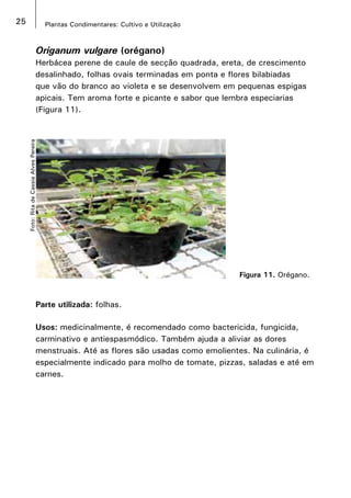 25 Plantas Condimentares: Cultivo e Utilização
Origanum vulgare (orégano)
Herbácea perene de caule de secção quadrada, ereta, de crescimento
desalinhado, folhas ovais terminadas em ponta e flores bilabiadas
que vão do branco ao violeta e se desenvolvem em pequenas espigas
apicais. Tem aroma forte e picante e sabor que lembra especiarias
(Figura 11).
Parte utilizada: folhas.
Usos: medicinalmente, é recomendado como bactericida, fungicida,
carminativo e antiespasmódico. Também ajuda a aliviar as dores
menstruais. Até as flores são usadas como emolientes. Na culinária, é
especialmente indicado para molho de tomate, pizzas, saladas e até em
carnes.
Figura 11. Orégano.
Foto:RitadeCassiaAlvesPereira
 