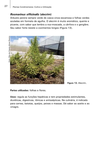 27 Plantas Condimentares: Cultivo e Utilização
Rosmarinus officinalis (alecrim)
Arbusto perene sempre verde de casca cinza escamosa e folhas verdes
azuladas em formato de agulha. O alecrim é muito aromático, quente e
picante, com sabor que lembra a noz-moscada, a cânfora e o gengibre.
Seu sabor forte resiste a cozimentos longos (Figura 13).
Figura 13. Alecrim.
Foto:RitadeCassiaAlvesPereira
Partes utilizadas: folhas e flores.
Usos: regula as funções hepáticas e tem propriedades estimulantes,
diuréticas, digestivas, tônicas e antissépticas. Na culinária, é indicado
para carnes, batatas, queijos, peixes e massas. Dá sabor ao azeite e ao
vinagre.
 