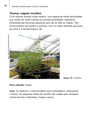 30 Plantas Condimentares: Cultivo e Utilização
Figura 16. Tomilho.
Foto:RitadeCassiaAlvesPereira
Thymus vulgaris (tomilho)
É um arbusto sempre verde rasteiro, com pequenas folhas lanceoladas
que variam do verde intenso ao amarelo-esverdeado. Apresenta
inflorescências terminais pequenas que vão do lilás ao rosado. Tem
aroma picante que lembra a pimenta, com um sabor delicado que puxa
ao cravo e à hortelã (Figura 16).
Parte utilizada: folhas.
Usos: na medicina, é recomendado como antisséptico, estimulante
e tônico. As pequenas folhas do tomilho são usadas para temperar
carnes bovinas, embutidos, frango e porco.
 