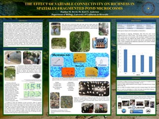 THE EFFECT OF VARIABLE CONNECTIVITY ON RICHNESS IN
SPATIALLY FRAGMENTED POND MICROCOSMS
Heather M. David, Dr. Kurt E. Anderson
Department of Biology, University of California in Riverside
ABSTRACT
INTRODUCTION
Food webs are fragmented across landscapes in nature. An understanding of how
changing patterns of connectivity affects the persistence and dynamics of interacting
species is limited. Theory predicts that specific patterns of spatial connectivity can
influence richness and dynamics in food webs, but this has not been tested empirically.
Protist microcosms are used to manipulate connections among food webs in a laboratory
setting, simulating natural community dynamics. Microcosms in the laboratory have
shown to reproduce wild ecosystem community dynamics. Microcosm samples are being
collected from ponds in University of California at Riverside’s Botanical Gardens and
Agricultural Operations Facility. They are added to networks of 175 milliliter bottles
which are connected in various patterns by flexible tubing. The effect of connectivity on
richness is explored by varying the number of bottles per network and varying the number
of connections per bottle. In evenly connected networks, circle shaped networks of bottles
have the same number of connections between them, each containing two connections per
bottle. In uneven networks, a network of bottles will have variable numbers of
connections to other bottles with a more random pattern. The networks of bottles with
uneven connections are expected to support greater food web richness and the converse is
expected with evenly connected networks. This study attempts to inform ecological
theory by demonstrating how richness is affected by network size and level of connectivity
variability.
At the base of the pond
ecosystem food web are algae and
other microscopic organisms such
as protists, diatoms, bacteria,
rotifers and arthropods. Primary
producers such as these are what
the larger animals eat. Many
studies have been done on multi-
trophic interactions (e.g. predator-
prey, competition); however,
information is scarce regarding
microorganisms and their
interaction dynamics, despite
being a large part of the
ecosystem (Amarasekare 2006).
In addition to being the foundation of pond ecosystems, studies of organism
interactions at the microscopic level mirror those at macroscopic levels. An analogy to
these bottle arrays would be land bridges over freeways which connect fragmented
landscapes, or a river whose seasonal flooding creates isolated ponds when the waters
recede. Both contribute to dispersal at random times which sustains the diversity of
life within each mostly isolated community. It has been found that diversity and
species richness can be sustained at higher levels when augmented with species
dispersal. How much and how often dispersal should occur to encourage survival of
the greatest number organisms remains an open question.
The protist Tetrahymena hunts E. coli in this photo illustration, which features a
microscope image of Tetrahymena (left). Credit: University at Buffalo
Read more at: http://phys.org/news/2013-06-dangerous-strains-coli-linger-longer.html#jCp
METHODS DISCUSSION
ACKNOWLEDGEMENTS
“Thank you” to the entities pictured below, Dr. Kurt E. Anderson, Sean Hayes, Ashkaan Fahimipour,
Maria Franco-Aguilar, the UC Riverside CAMP program, HSI-STEM, and UC LEADS, the Student
Veterans Association as well as the Anderson Lab and my Family for their support.
Tubes with mesh covered lids filled with water and two wheat seeds were
secured into wood blocks strapped to bricks for weight. They were then inserted
into ponds and left for a week to collect wild pond organisms. The mesh size
was small enough to keep most larger predators out to preserve richness but large
enough to encourage diversity.
CITATIONSAfter collection, the tubes were then analyzed for novel species and added to networks of bottles connected by piping in
patterns of either even connections or random connections.
EVEN:
•9 bottles (R9)
•5 bottles (R5)
Two Connections
Per Bottle
UNEVEN:
•9 bottles (U9)
•5 bottles (U5)
Random
Connections
Per Bottle
Ecosystems in nature are spatially fragmented yet most
are connected in various ways (Levin 1992). Wild pond
microcosms in the Botanical Gardens and the Agricultural
Operations Facility are largely unstudied. This project
attempts to identify the organisms living in these
microcosms and how habitat connectivity patterns affects
them.
Piping was 14 centimeters in length and each bottle was inoculated with 75
milliliters of medium composed of 1400 milliliters of deionized water, a protist
food pellet and .14 grams of powdered reptile vitamins which was autoclaved to
prevent contamination.
Initial species found in the local ponds are listed above.
Data collection is ongoing. Preliminary data from the most recent
sampling period are shown below. The average number of species per
bottle in each array are presented with associated standard deviations.
Data collected thus far suggests that greater richness is sustained using
higher number of bottles per network and uneven connections among
bottles. Future sampling and additional replication will confirm whether
this pattern is indeed robust.
Picture:  How rivers mature and change due to periodic flooding, causing new terrain surface morphologies.  
Area:  New Orleans showing the changes in Mississippi and Red rivers over ~1000 years. 
Credit: © Profantasy's Map‐making Journal | ©2010 ProFantasy Software Ltd. Design by Graham Walmsley
URL: http://rpgmaps.profantasy.com/?p=2017
Pictured above is the location of UCR’s
Agricultural Operations Facility and Botanical
Gardens.
Levin, S.A. (1992). The problem of pattern and scale in ecology. Ecology 73 (6): 1943‐1976.
Amarasekare, P. (2006). Productivity, dispersal and the coexistence of intraguild predators 
and prey. Journal of Theoretical Biology 243 (2006):  121‐133.
PARTIAL LIST OF SPECIES IDENTIFIED IN POND SAMPLES
Euglena sp. Scenedesmus sp. Euplotes sp. Volvox sp.
Spirostomum sp. Urostyla sp. Blepharisma sp. Tetrahymena sp.
Paramecium sp. Cyclidium sp. Pleurosigma sp. Halteria sp.
Holyoak, M. (2000). Habitat Subdivision Causes Changes in Food Web Structure. Ecology 
Letters 3: 509 ‐ 515.
Polis, G. A., Holt, R.D., and Menge, B. A. (1997). Time, space, and life history: influences 
on food webs. Food webs: integration of pattens and processes.
0
1
2
3
4
5
6
7
8
U9 U5 R9 R5
AverageNumberofSpeciesPerBottle
ARRAY
 