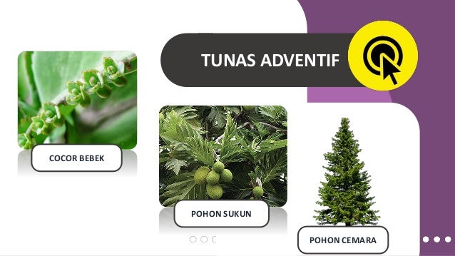 22+ Tunas Adventif Sukun Background