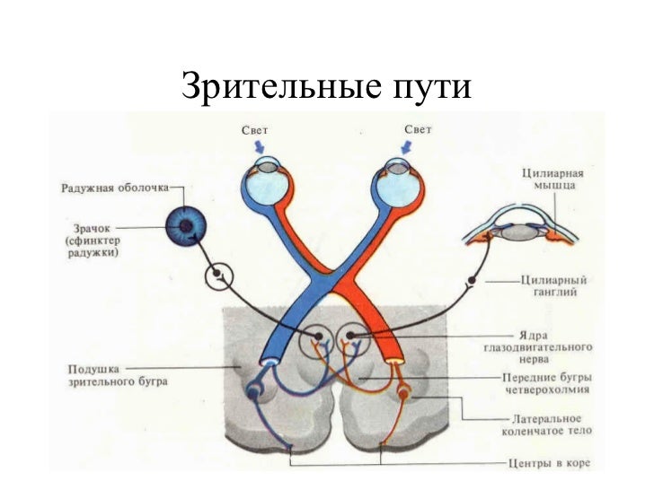 Что такое зрительный анализатор