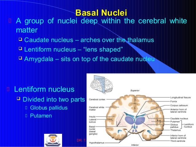 155 Anatomy-CNS-2013-14