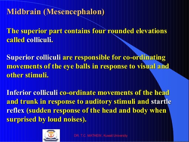 155 Anatomy-CNS-2013-14