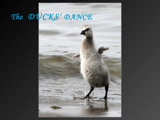 The  DUCKS ’ DANCE 