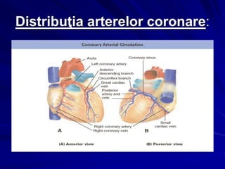 Distribuţia arterelor coronare:
 