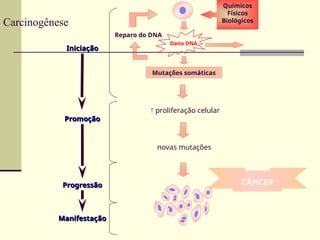 Carcinogênese
Dano DNA
Mutações somáticas
 proliferação celular
Manifestação
Manifestação
Progressão
Progressão
Promoção
Promoção
Iniciação
Iniciação
Químicos
Físicos
Biológicos
novas mutações
CÂNCER
Reparo do DNA
 