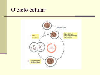 O ciclo celular
 