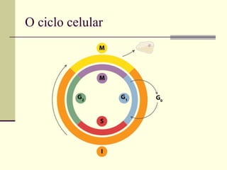O ciclo celular
 