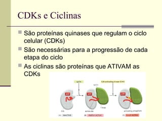 CDKs e Ciclinas
 São proteínas quinases que regulam o ciclo
celular (CDKs)
 São necessárias para a progressão de cada
etapa do ciclo
 As ciclinas são proteínas que ATIVAM as
CDKs
 