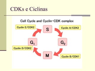 CDKs e Ciclinas
 