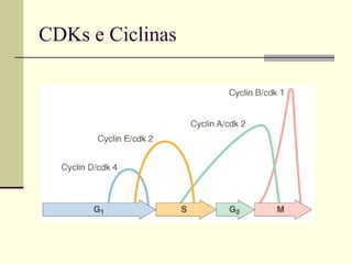 CDKs e Ciclinas
 