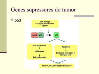 Genes supressores do tumor
 p53
 