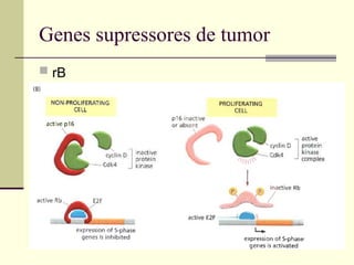 Genes supressores de tumor
 rB
 