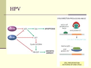 HPV
 