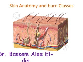 Skin Anatomy and burn Classes
Dr. Bassem Alaa El-
 