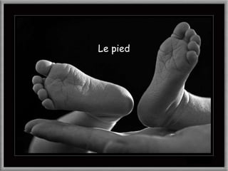 Le pied 