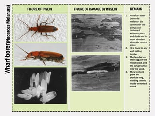 Wharf Insect architectural conservation assignment: Insect and other pests as causes ...