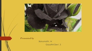 Presented by
Banumathi . N
Gayathri Devi . S
 
