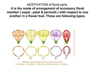 1561550108FLOWER.ppt