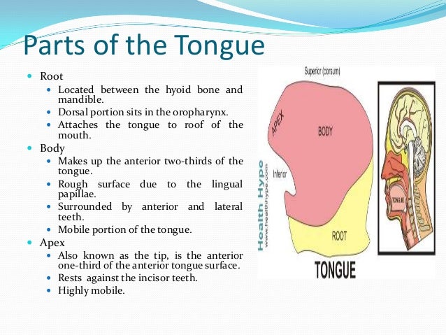tongue