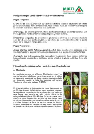 5
Principales Plagas: Daños y control en sus diferentes formas
Plagas Temporales
El Chinche de cacao (Monalonium spp): Este insecto tanto en estado adulto como en estado
juvenil chupa la sabia de los brotes nuevos, hojas tiernas y frutos. La condición favorable para
su aparición, es el exceso de sombra en la plantación.
Xylerus spp.: Se presenta generalmente en plantaciones maduras taladrando las ramas y el
tronco, por estas heridas entran diversos patógenos y matan la planta.
Xylesandrus compactus: Se presentan en plantones en el vivero y en el campo hasta la
edad de 1,5 años. Las plantas exudan por los orificios de penetración del insecto y la planta
muere por el ataque de hongos patógenos.
Plagas Permanentes
Azteca chartifex spiriti, Asteca paraensis bondari: Estos insectos viven asociados a los
insectos chupadores que excretan sustancias azucaradas de la que se alimentas los hongos.
Selenopsisi spp. Atta sexdens, Atta cephalotes y Acromimex: Estos insectos cortan las
hojas del cacao provocando su defoliación parcial o total de la planta pudiéndola llevar a la
muerte.
Principales enfermedades: daños y control en sus diferentes formas
a. Moniliasis:
La moniliasis causada por el hongo Moniliophtera roreri es
una de las enfermedades de mayor importancia en el cultivo
de cacao y se caracteriza por dañar frutos en cualquier estado
de desarrollo. Afecta a toda las especies del genero
Theobroma y Herrania. (Arévalo G, 2003).
El síntoma inicial es la deformación de frutos jóvenes que se
da 30 días después de la infección luego se puede observar
la aparición de pequeñas puntas aceitosas los que coalecen
para formar una mancha de color marrón típica de la
enfermedad después de 15 a 20 días. En la mancha de color
marrón se forma después de 4 a 8 días se llena de una capa
de micelio blanquecino que envuelve gradualmente al fruto 3
a 4 días después se llena de esporas secas del hongo,
tomando una coloración cremosa; en este estado las esporas
se desprenden fácilmente y pueden desplazarse con el viento.
 
