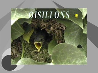 OISILLONS 
