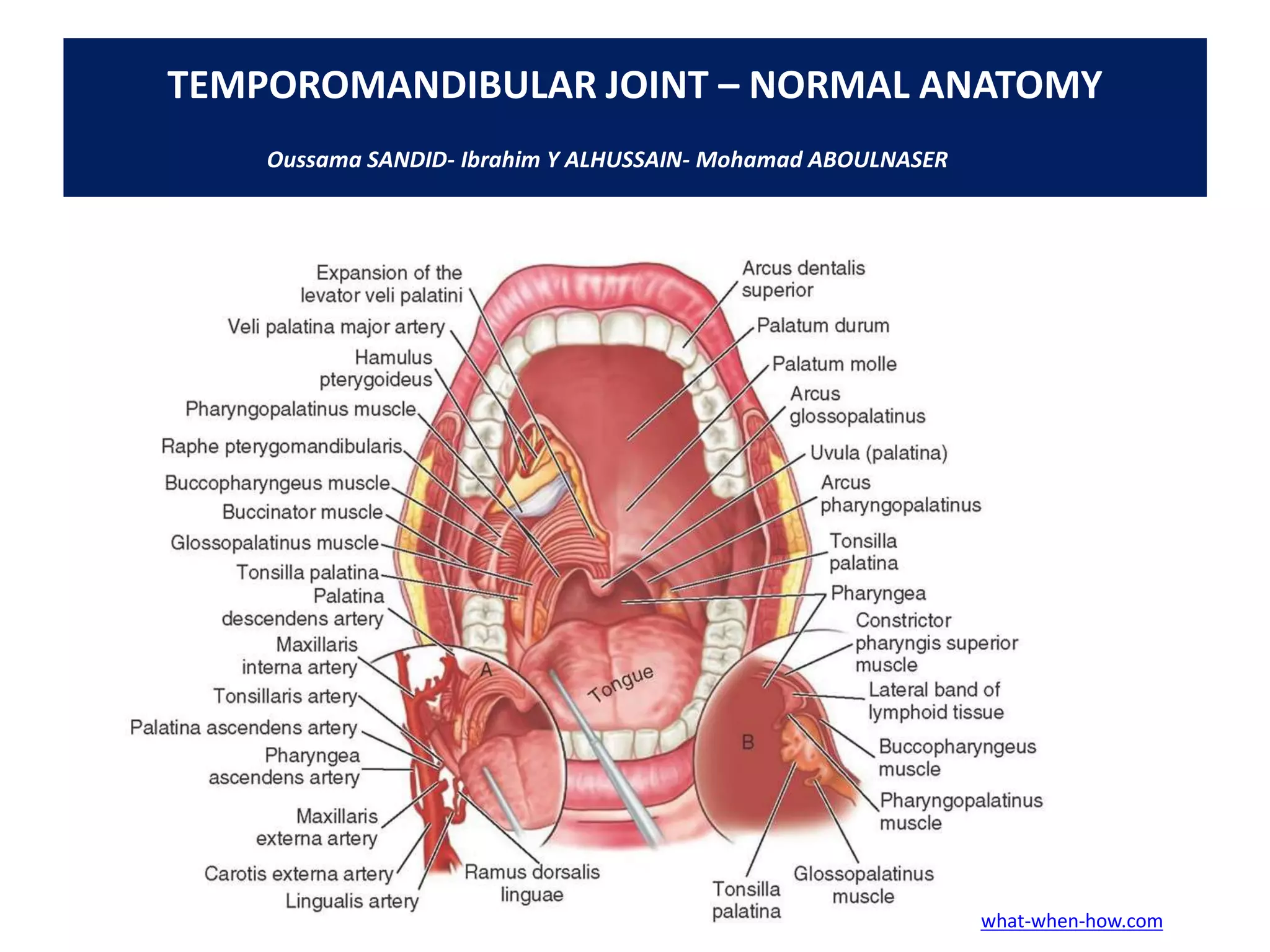 157 temporomandibular joint-tmj- anatomy | PDF