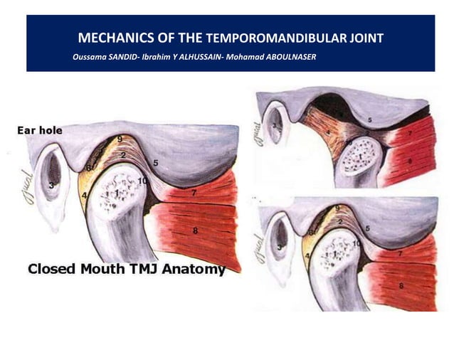Tmj Index.pdf 157 temporomandibular joint-tmj- anatomy mechanichs | PDF