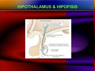 HIPOTHALAMUS & HIPOFISIS
 