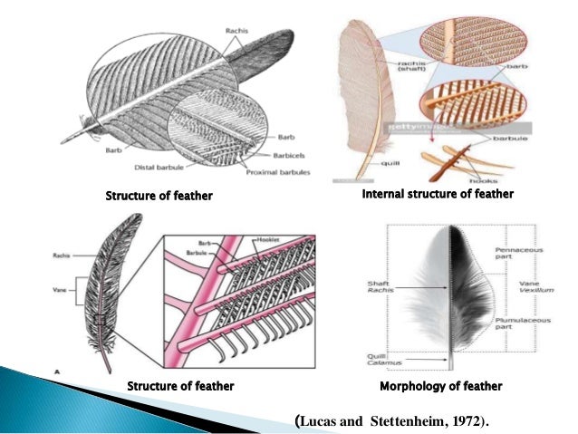 Therapeutic Potential Of Bird S Feather